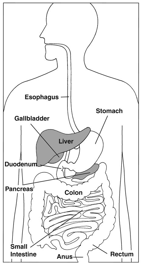 Digestive System With Liver And Pancreas Highlighted With Labels Media Asset Niddk