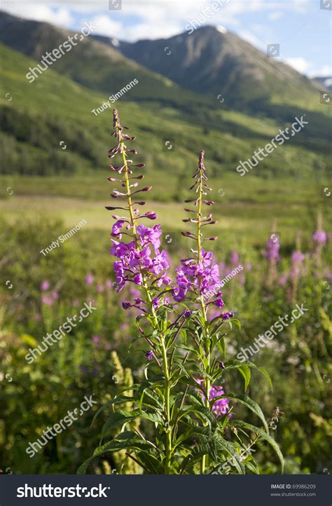 Pink Fireweed Wildflowers Mountains And Green Meadows On Alaskas