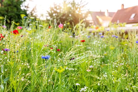 How To Turn Your Lawn Into A Wildflower Meadow Why You Should