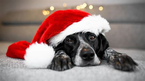 Christmas Dog With Santa Hat 2023 Cool The Best Famous Christmas Eve