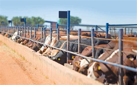 Cattle Feedlot Design In South Africa Livestock Cattle