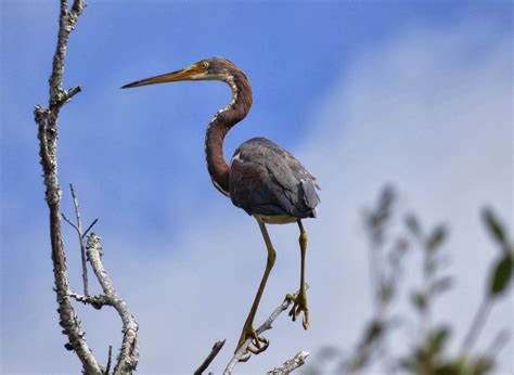 Birds On The Brain Birding Coastal South Carolina With The Carolina