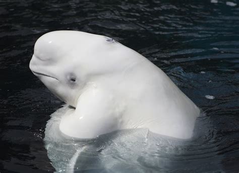 Beluga Whale Whale Facts And Information