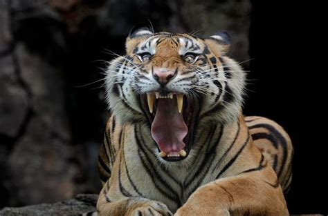 Sumatran Tiger With Scary Face Sumatran Tiger Animals Scary Faces