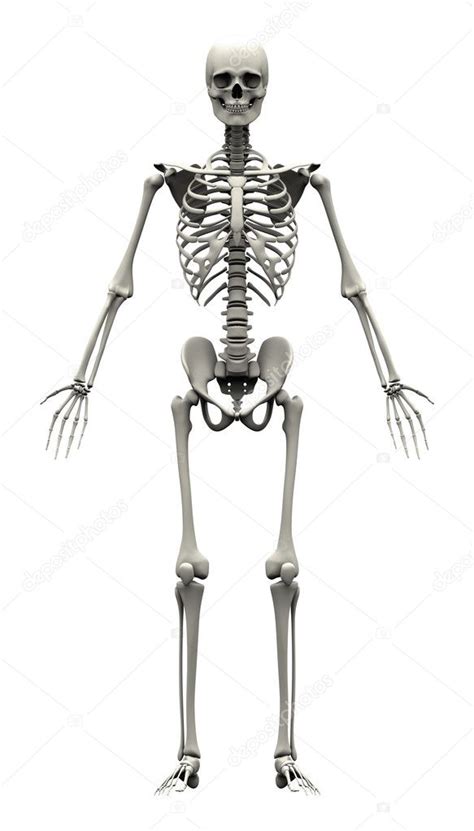 Esqueleto Humano Masculino Vista Frontal Fotografía De Stock