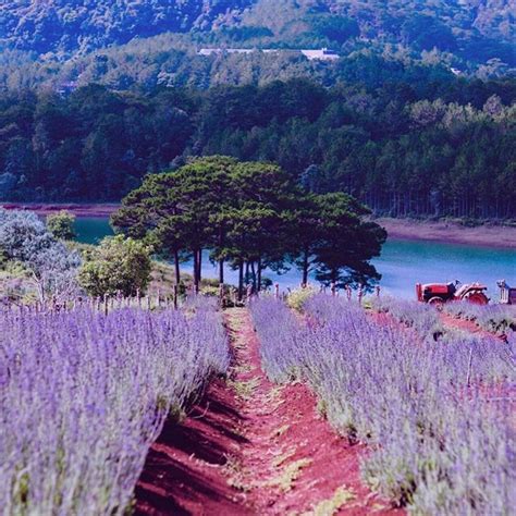 Top 18 Khu Vườn Hoa Lavender Đà Lạt Hè Này Lên Đà Lạt Check In Khu