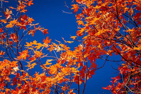 Maple Leaves And Blue Sky Utah Fall Colors Clint Losee Photography