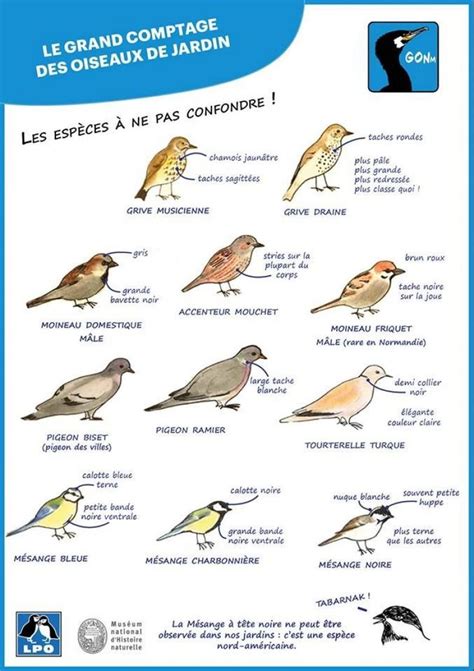 Les Astuces Pour Bien Reconnaître Les Oiseaux © Gonm Illustrations