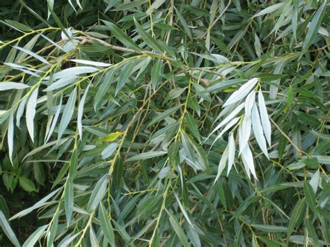 The royal horticultural society lists salix alba 'tristis' as being misapplied as well as ambiguous. Salix alba - Wikipedia, la enciclopedia libre