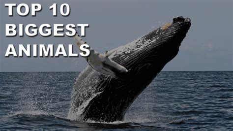 Top 10 Biggest Animals In The World Youtube