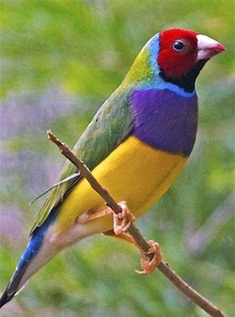 The Lady Gouldian Finch Erythrura Gouldiae Or Rainbow Finch Is A Colorful Passerine Bird