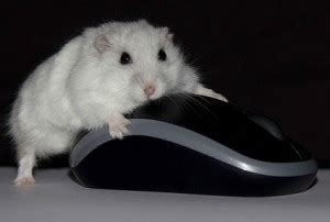 Quiet as a mouse — phrase very quiet thesaurus: Clairity Click-it: Donor Communication; Ethics; Donor ...