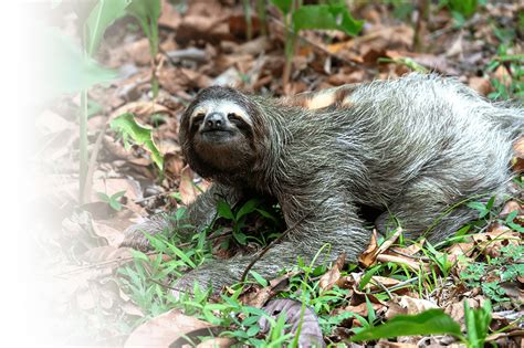 Sloths Territory
