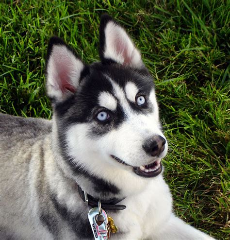 Difference Between The Alaskan Malamute With A Siberian