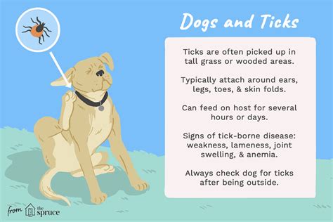 Signs Of Ticks On Dogs