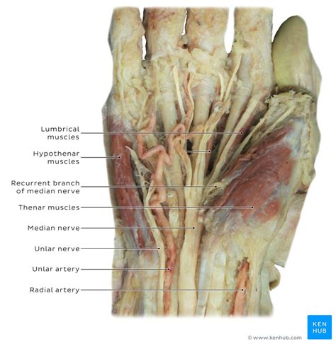 Radial Artery Anatomy And Clinical Notes Kenhub