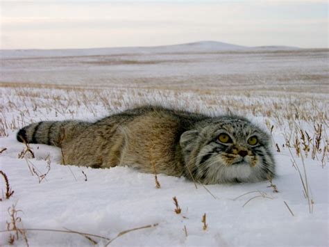 Snow Cat National Geographic Russia Pallass Cat Beautiful Cats