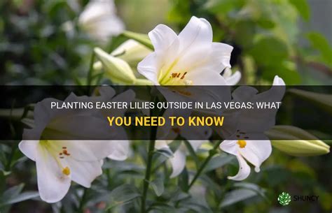 Planting Easter Lilies Outside In Las Vegas What You Need To Know Shuncy