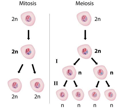 Explore 16 major differences between mitosis and meiosis by all aspects from their alternate names, duration phases, their functions & much more. Difference between Mitosis and meiosis | Read Biology