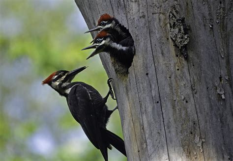 Pileated Woodpecker — Bba