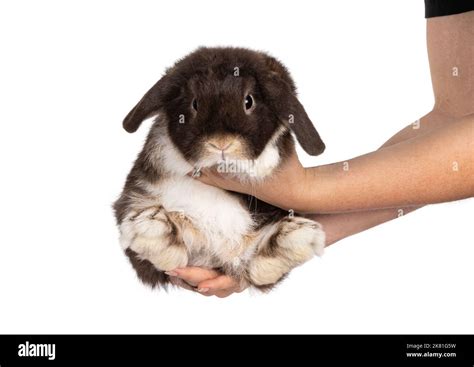 Handsome Dark Brown Lop Eared Rabbit Bunny Held Up By Human Hands