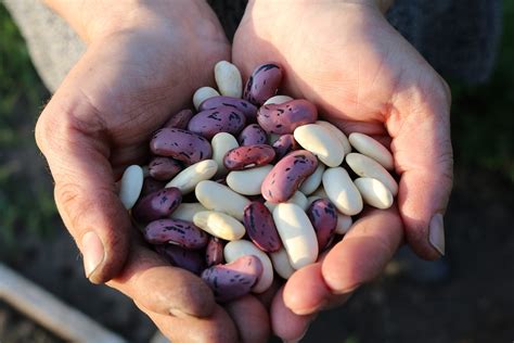 Dreams About Beans Meaning And Symbolism Dream Glossary