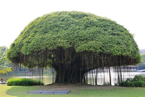 60 Different Types Of Trees Homeporio