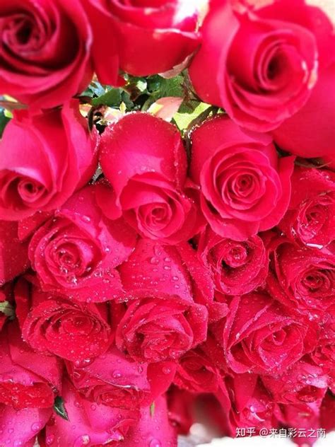 徜徉在昆明安宁八街万亩玫瑰花田，享受玫瑰芬芳之旅！ 知乎