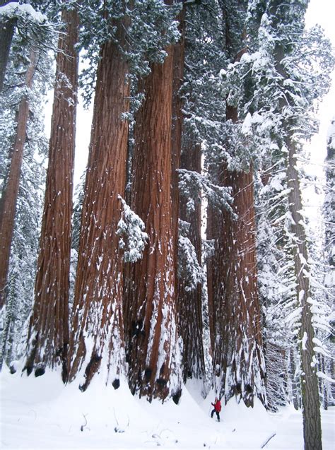 Favorite Photos Of Redwoods In The Snow Save The Redwoods League