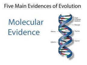 5 Main Evidences Of Evolution