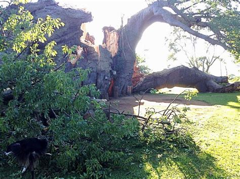 End Of An Era Famous South African Baobab Tree Tragically Topples Over