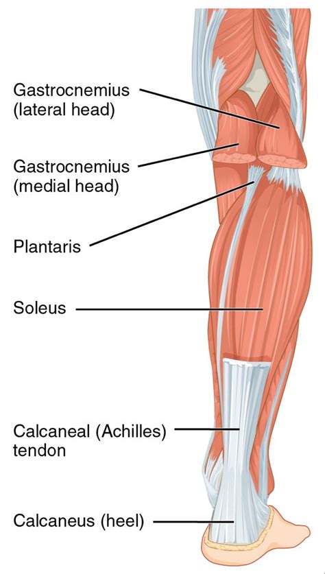 Pin de Xinhui Su en Anatomy Músculos del cuerpo humano Musculos del
