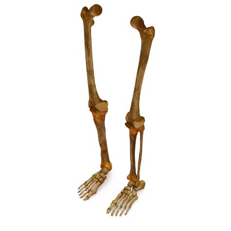 Human Leg Bones 3d Model By Renderbot Llc