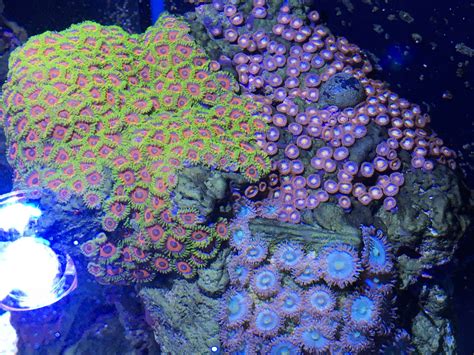 Watermelon Fire And Ice And Blue Riddler Zoanthids Reef Aquarium