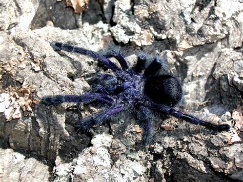 A Purple Tarantula Avicularia Purpurea