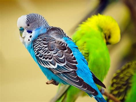 Budgerigar Bird Facts Pet Care Behavior Housing Pictures Singing