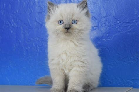 Check out our russian blue kitten selection for the very best in unique or custom, handmade pieces from our shops. Jolly - Blue Point Male Ragamuffin Kitten | Ragamuffin ...