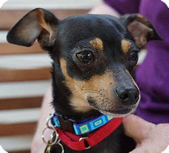 Usually known as the most difficult or most challenging part of adopting a pet, the adoption process is actually pretty easy once you get to know what to expect. Holly Springs, NC - Chihuahua. Meet Tuna, a dog for ...