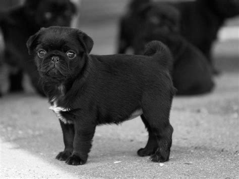 Black Pugs Are Literally The Cutest Thing Ever Pug Puppies Black