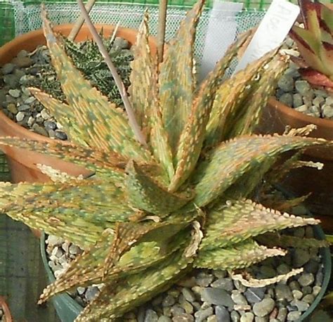 2016 04 06 Aloe Sunrise B Aloe Plant Aloe Plants