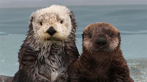 Southern Sea Otters That Live At And Around The Monterey Bay Aquarium