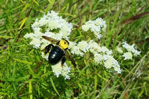 An important source of nutrition for pollinators like butterflies and bees, wildflowers benefit the environment and add charm to any area they're planted. Wildflowers and bee | Wild flowers, My flower, Plants
