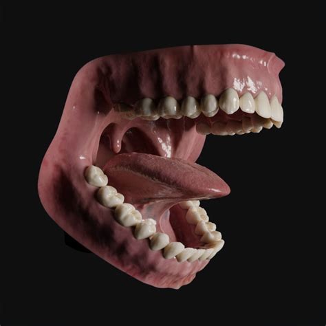 3d Model Photorealistic Human Mouth Vr Ar Low Poly Cgtrader
