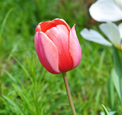 Top Pictures A Picture Of A Tulip Stunning