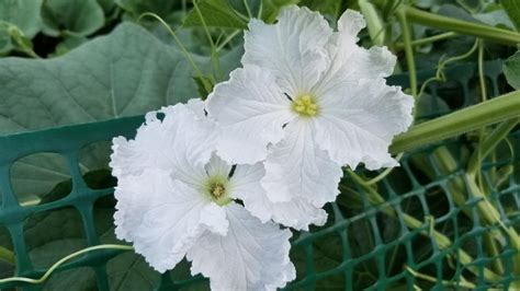 Male And Female Flowers From My Bottle Gourd Plant Lagenaria Siceraria