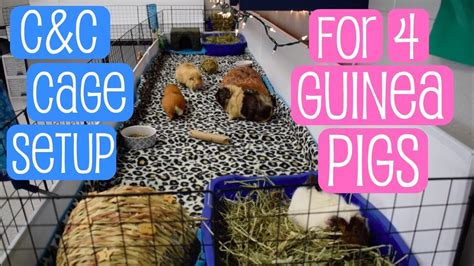 Candc Cage Setup For 4 Guinea Pigs Youtube