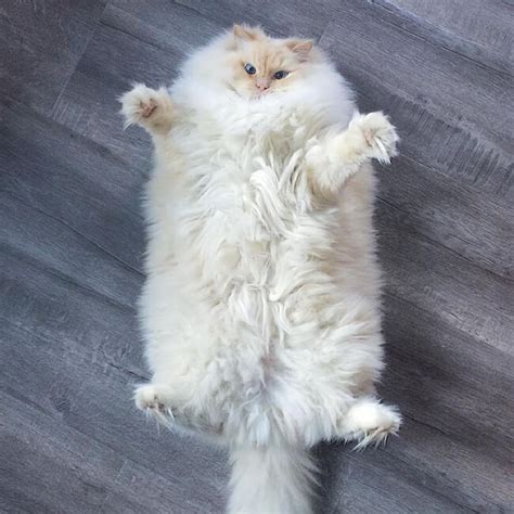 People Are Losing It Over This Incredible Fluffy Ragdoll Cat