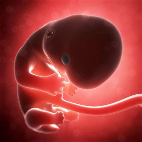 sintético 96 foto etapas del feto mes a mes alta definición completa 2k 4k