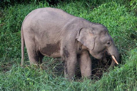 Worldbirder Bornean Pygmy Elephant Photo Essay