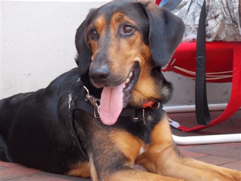 Black And Tan Coonhound And German Shepherd Mix Cute Of
